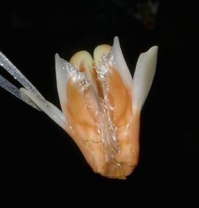 Dendrobium lambii