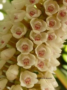 Pinalia multiflora