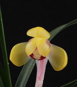 Cymbidium goeringii