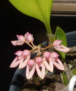 Bulbophyllum fenestratum