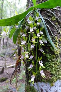 Sarcochilus australis