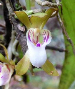 Sarcochilus australis