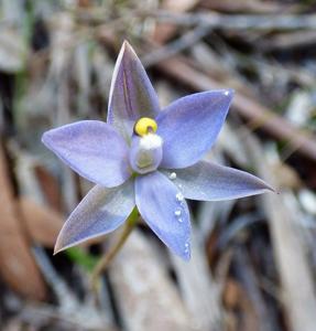 Thelymitra nuda