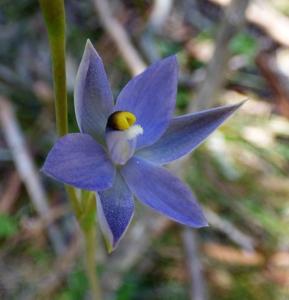 Thelymitra nuda