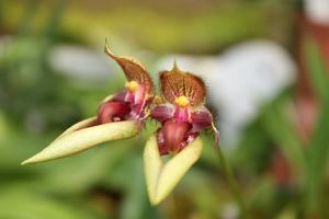 Bulbophyllum pingtungense