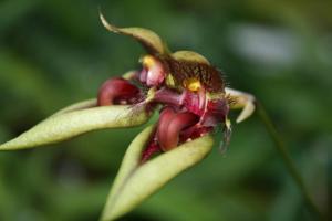 Bulbophyllum pingtungense