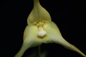 Dracula hirtzii
