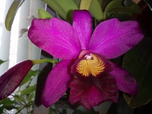 Cattleya sincorana