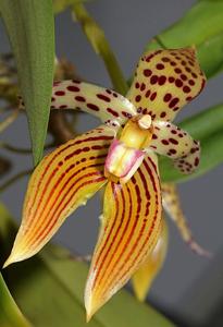 Bulbophyllum membranifolium subsp. membranifolium