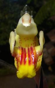 Acanthophippium splendidum