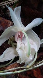 Stanhopea grandiflora