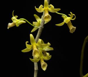 Dendrobium macrostachyum