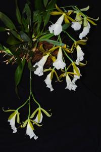 Prosthechea mariae