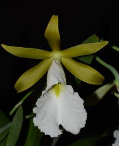 Prosthechea mariae