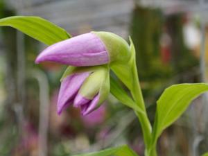 Thunia bensoniae