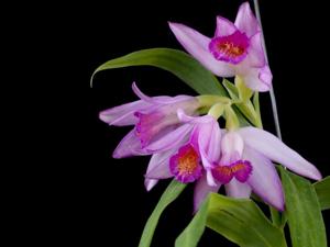 Thunia bensoniae