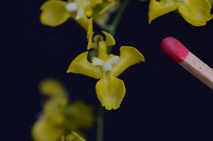 Oncidium cheirophorum