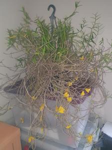 Dendrobium subclausum var. pandanicola