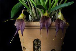 Masdevallia angulata