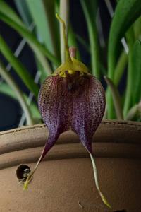 Masdevallia angulata