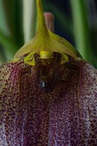 Masdevallia angulata