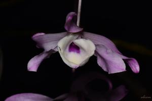 Dendrobium tortile