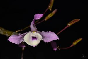 Dendrobium tortile