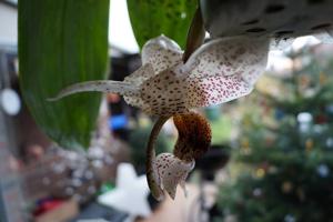 Stanhopea napoensis