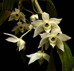 Dendrobium hercoglossum