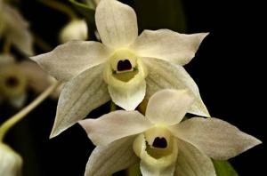 Dendrobium hercoglossum