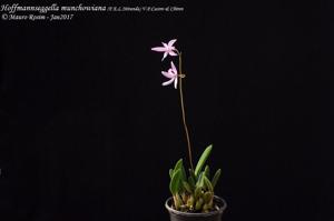 Cattleya munchowiana