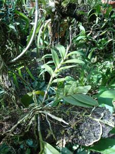 Epidendrum anceps