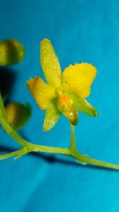 Zygostates apiculata