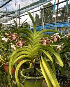 Vanda lombokensis