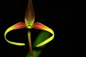 Bulbophyllum kermesinum