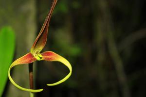 Bulbophyllum kermesinum