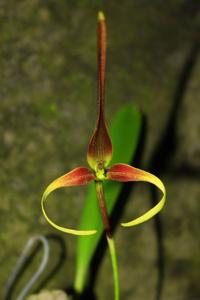 Bulbophyllum kermesinum