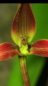 Bulbophyllum kermesinum