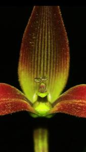 Bulbophyllum kermesinum