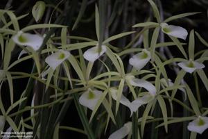 Brassavola tuberculata