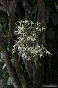 Brassavola tuberculata