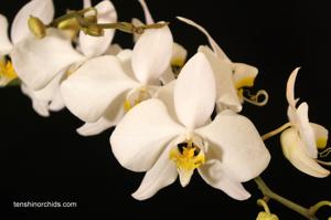 Phalaenopsis amabilis