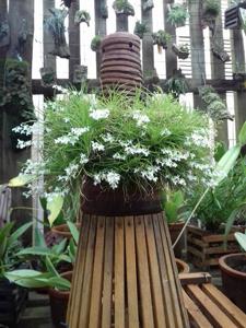 Phymatidium falcifolium