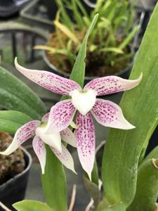 Prosthechea garciana