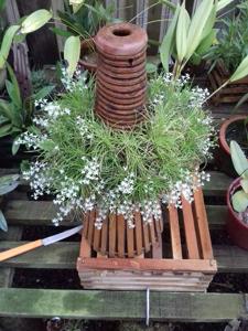 Phymatidium falcifolium