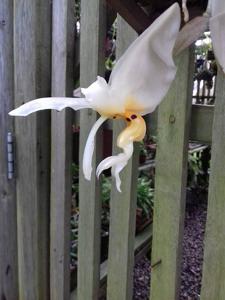 Stanhopea embreei
