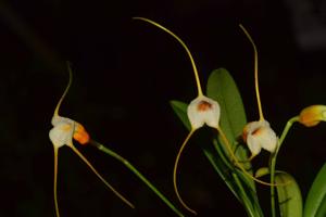 Masdevallia chuspipatae