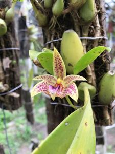 Bulbophyllum coweniorum