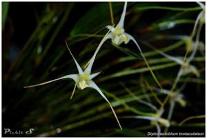 Dendrobium tentaculatum