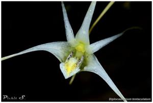 Dendrobium tentaculatum